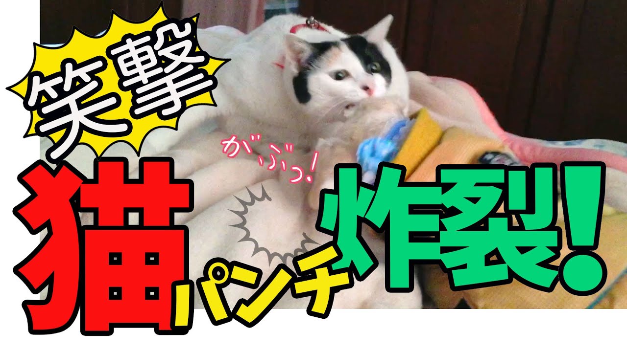 猫vs犬 必殺の猫パンチが決まったら大爆笑だった Tkhunt 猫vs犬 必殺の猫パンチが決まったら大爆笑だった Tkhunt