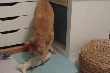 おらおら！がぶがぶ！