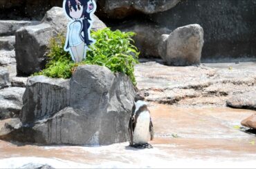 フルルに恋するグレープ君（グレープくん）　けものフレンズ×東武動物公園