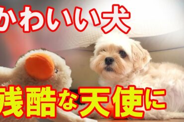 【かわいい犬】残酷な天使、可愛いぬいぐるみを無残に振り回すマルプーとヨーキーにドン引きのトイプー　A dog that wields a stuffed animal miserably