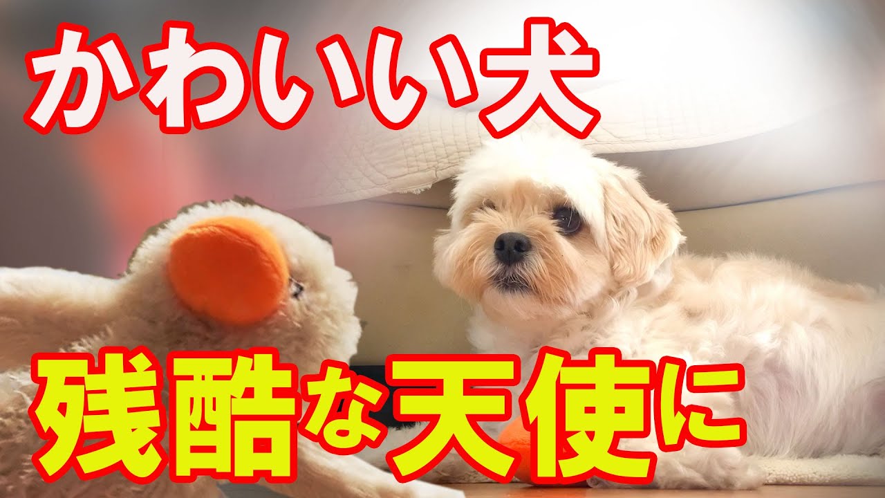 かわいい犬 残酷な天使 可愛いぬいぐるみを無残に振り回すマルプーとヨーキーにドン引きのトイプー A Dog That Wields A Stuffed Animal Miserably Tkhunt かわいい犬 残酷な天使 可愛いぬいぐるみを無残に振り回すマルプーとヨーキーにドン引きのトイプー A Dog That Wields A Stuffed Animal Miserably Tkhunt