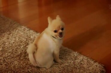 【世にも奇妙な物語】ハナﾁｬﾝ出現シーン