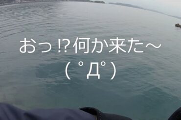 【釣果情報】上関の波止でのアジング釣行です。