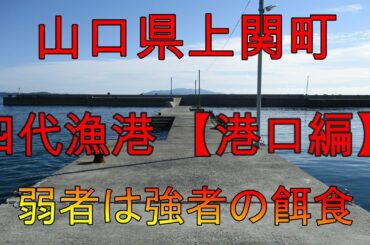 【海中動画】第57巻：山口県上関町四代漁港【港口編】！の巻