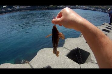 上関でアイナメ狙い。しかし、釣れたのは・・・。