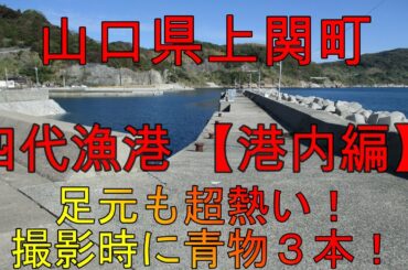 【海中動画】第56巻：山口県上関町四代漁港！の巻