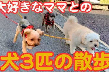 【犬3匹の散歩】大好きなママとご機嫌なトイプー、ヨーキー、マルプA walk of 3 dogs Just walking with my favorite mom is in a good mood