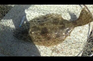 ショアジギングでヒラメがきた… ルアー釣りをしに周防大島大橋付近へ