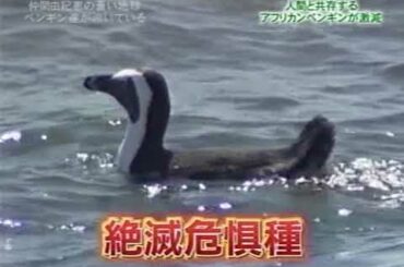 仲間由紀恵の蒼い地球 ②