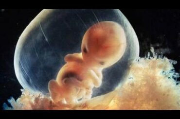 【驚愕】 神秘的すぎて感涙・・・ みんな最初はこうだった。 生命の誕生の記録