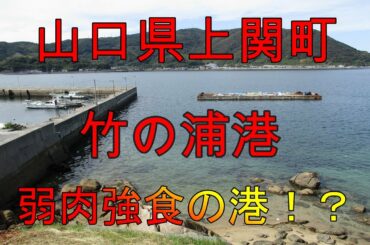 【海中動画】第51巻：山口県上関町竹の浦港！の巻