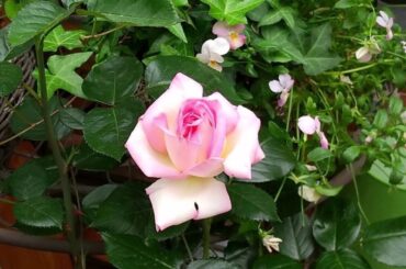 R. Schumann シューマン作曲　Dichterliebe　詩人の恋より　No.3 Die Rose, die Lilie, die Taube, die Sonne「薔薇と百合と鳩と太陽」