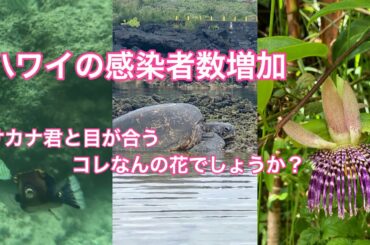 感染者数が増加/ヒロの海【 Hilo 】beach Bigisland Hawaii ハワイ島！ハワイアンキルト Vlog 動画ブログ 2020年7月