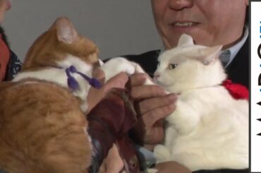 人気猫、金時＆あなごの登場に歓声　“バトンタッチ”も披露　　ドラマ「猫忍」試写会2