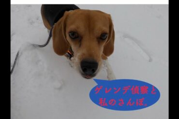 手稲山に相棒のおさんぽ