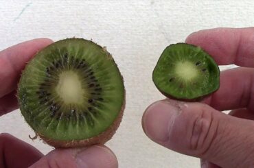 「不老長寿の仙果」コッコーが収穫期　山口・上関町の祝島