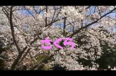 さくら　ケンチャンズの歌