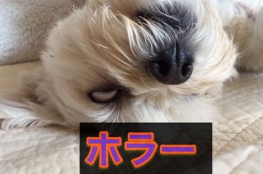 【おもしろい犬動画】自然界なら◯んでる！？能天気な犬　[Interesting dog video]　I'm dead in the natural world! ?? Noh weather dog