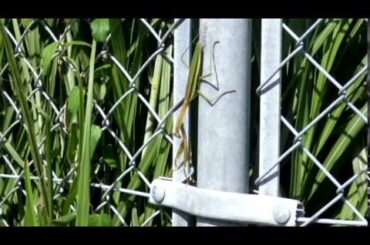 笠智衆が、お茶をずずっ、と啜る、原節子が、「あら、そんなことなくってよ」、と、二回、繰り返す、・・・。