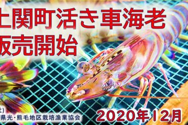 2020年12月　贈答用「山口県上関町活き車海老」の販売を開始します。＃クルマエビ