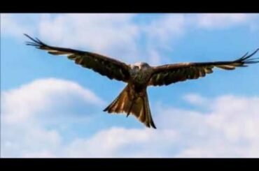 夜明けの翼／小田純平／cover kuritaro2574