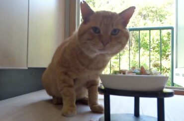 Kuroshio cats：野良猫健太郎置き忘れた鮭を食べずに待っていられた？