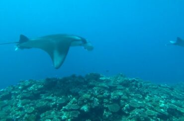 石垣島 みんな持ってるねー 　パチローさん提供動画です