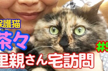 【保護猫】＃5  迷い猫の幸せ物語😂     里親さん宅訪問　 [Protected cat] Visiting foster parents' home, Chacha's happy story