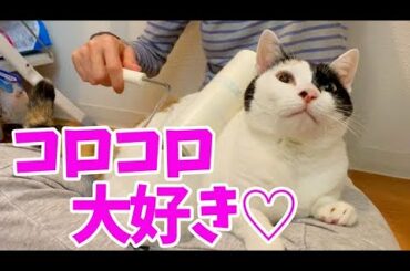 【保護猫】コロコロが大好き過ぎる猫【ぬこ】　[Cat video] A cat that loves dust removal too much
