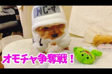 【犬動画】仁義なき戦い！オモチャを奪い合う犬 ！！[Dog video] Dogs competing for toys! A fierce battle!