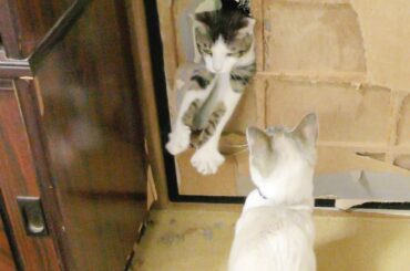 やらかしたニャンズ【ニャーシャンクの空に】