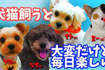【犬猫】犬と猫どっちも飼ってると毎日たのしい　[Trailer] It's hard to keep both dogs and cats, but it's fun every day