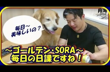 二人で晩酌！釣りたてのイサキで乾杯。まずは香りから！　ゴールデンレトリバー　GoldenＲetriever