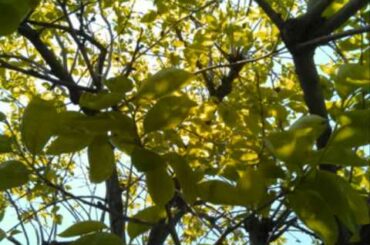 【KRONOS】Dichterliebe (Schumann) 『詩人の恋』より『美しい五月に』【KORG】