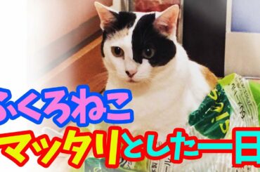 【保護猫】猫と犬たちのヤバイ一日　[Video of cats and dogs] A lukewarm day of cats and rough dogs in a bag