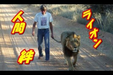 人間に愛され、人の背中を見て育ったライオンと男性の絆！