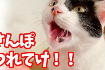 【保護猫】甘えてお散歩を要求する猫！　　A cat that spoils and demands a walk!