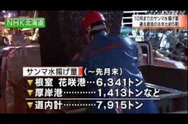 2020 11 11　アイヌモシリ・厳しい状況続く・サンマ 水揚げ量／過去最低だった去年の同じ時期の５割・今月に入ってから公海の比較的近い漁場ではまとまった量で取れ始めている