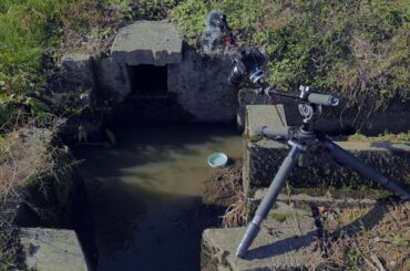 釣れたタナゴが自然に針から外れる⁉不思議なタナゴ釣り