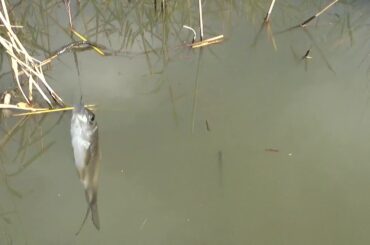 【小鮒釣り 小物釣り】道沿いのホソで小物釣り 2020年11月下旬