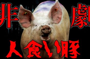 【ゆっくり解説】 殺処分になった豚が起こした恐怖の獣害事件