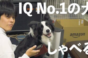 【速報】ついに犬と会話することに成功しました