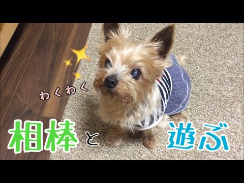 寝起きから相棒と遊ぶこまさん
