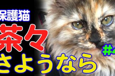 【保護猫】#4  里親さんが決まりました　迷い猫とお別れです　ありがとう茶々  Foster parents have also decided. Thank you Chacha