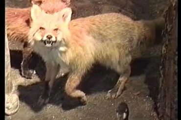 p140 アイヌの人たちのくらし～食事から考える～