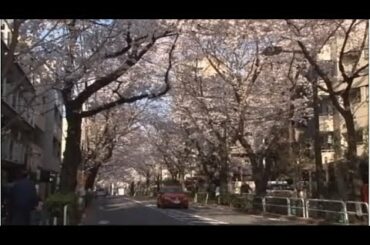 かむろ坂桜物語～第四日野小学校が育んできた想い～