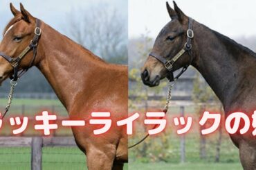 ラッキーライラックの妹ルリエーヴル、たった一回走って骨折引退してしまう