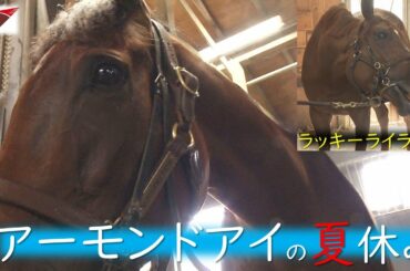 【女王アーモンドアイの夏休み2020】《Almond eye in the summer vacation》ラッキーライラック、グランアレグリア、クロノジェネシスの夏も