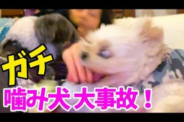 【ガチ】大事故！噛み犬に襲われるママ！【悲報】[True accident] Mom attacked by a dog! 【sad news】