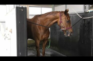 【ヴィクトリアマイル】ラッキーライラック・松永幹夫調教師　最強世代の天才娘